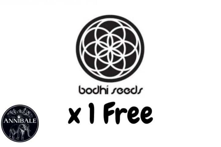 Bodhi Seed Free Seeds 2023