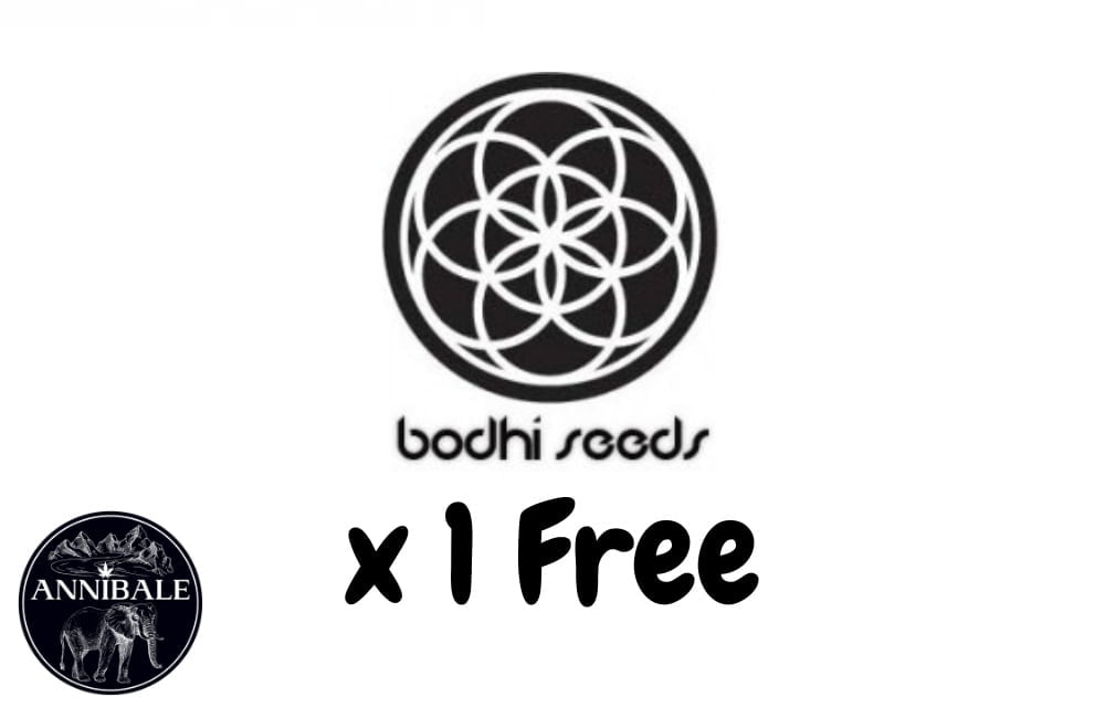 Bodhi Seed Free Seeds 2023