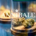 Cannabis Concia e stagionatura Blog Annibale Seedshop