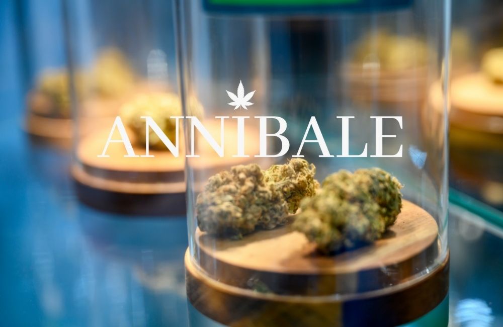Cannabis Concia e stagionatura Blog Annibale Seedshop