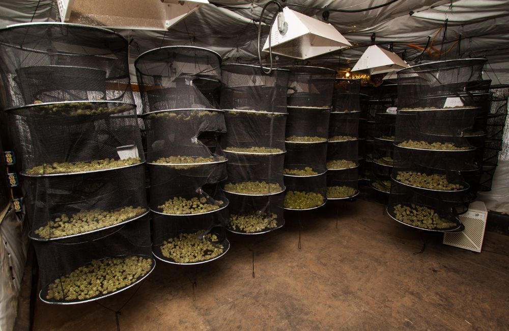 Cannabis Drying And Cure Blog Annibale Seedshop