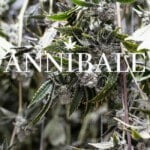 Cannabis Drying And Cure Blog Annibale Seedshop