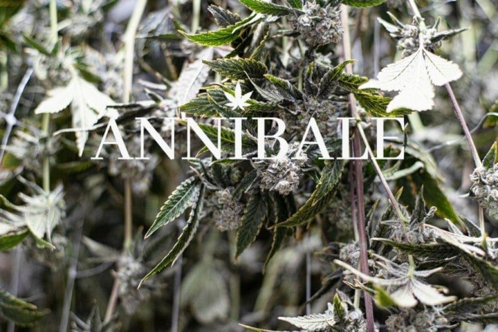 Cannabis Drying And Cure Blog Annibale Seedshop