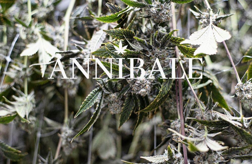 Cannabis Drying And Cure Blog Annibale Seedshop