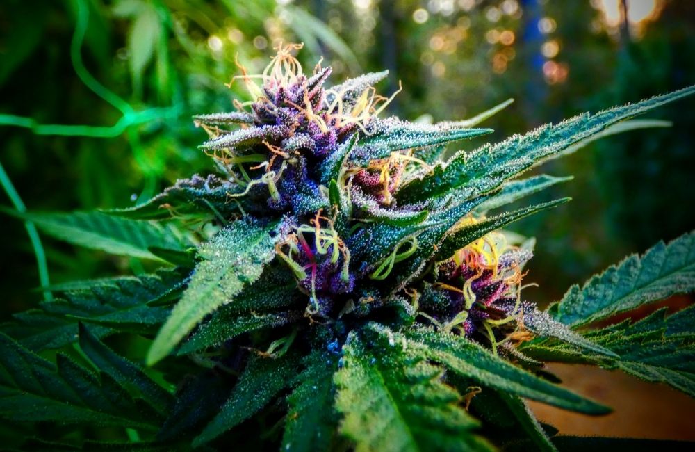 ultima fase di fioritura della cannabis outdoor