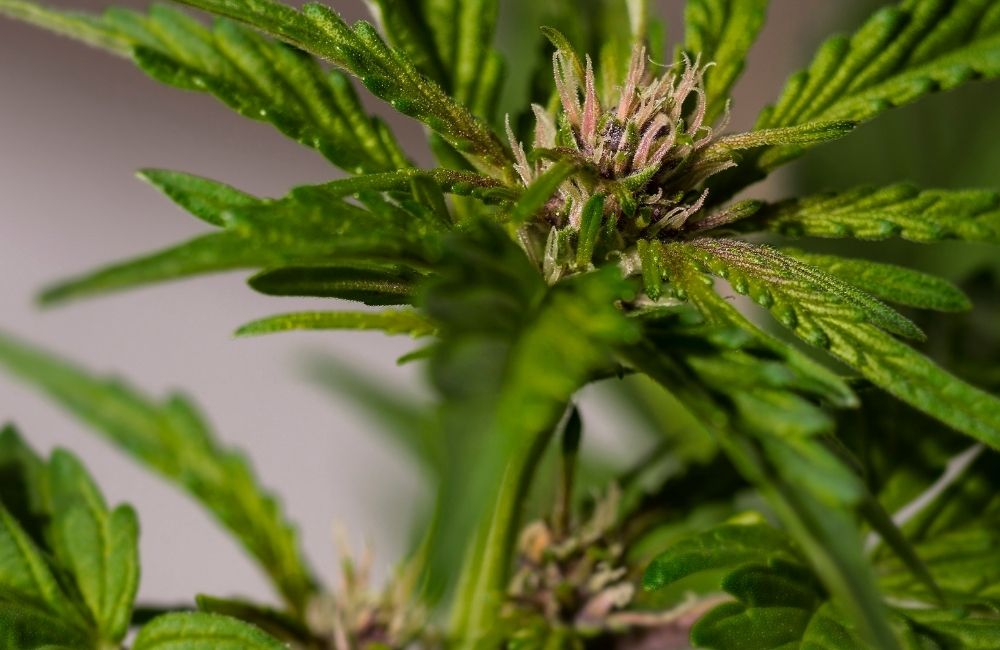 prima fase di fioritura della cannabis