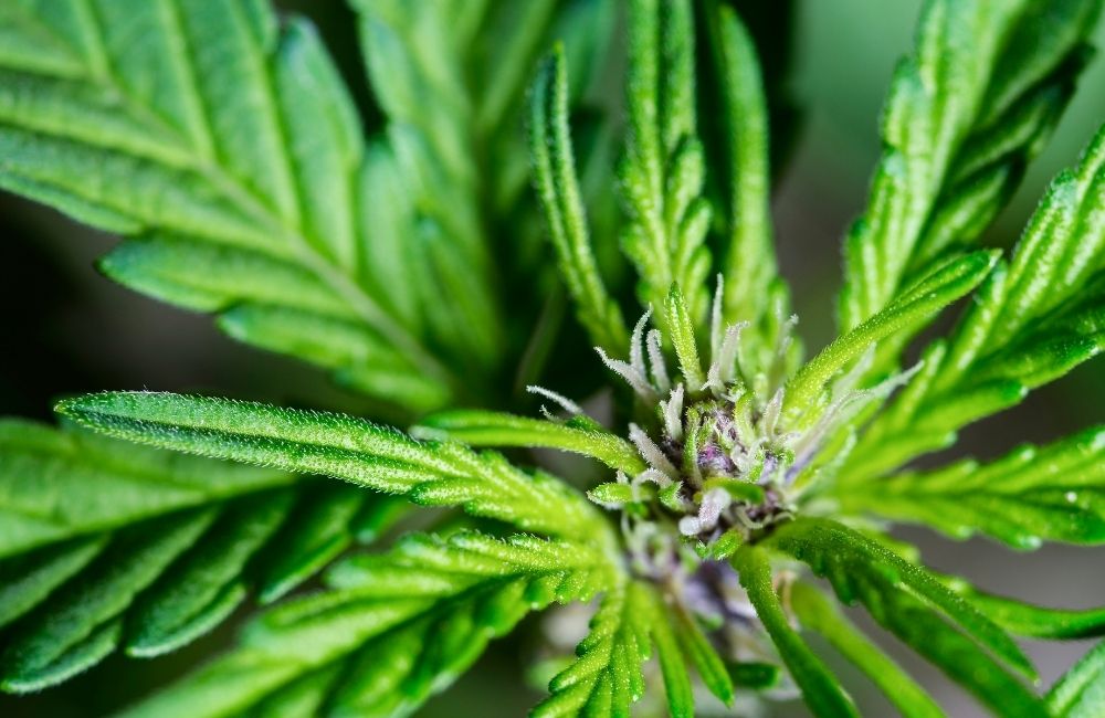 prima fase di fioritura della cannabis