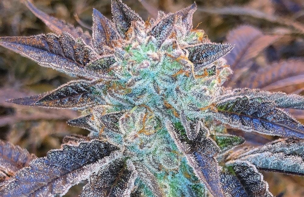 fase di fioritura della pianta di Cannabis Indoor