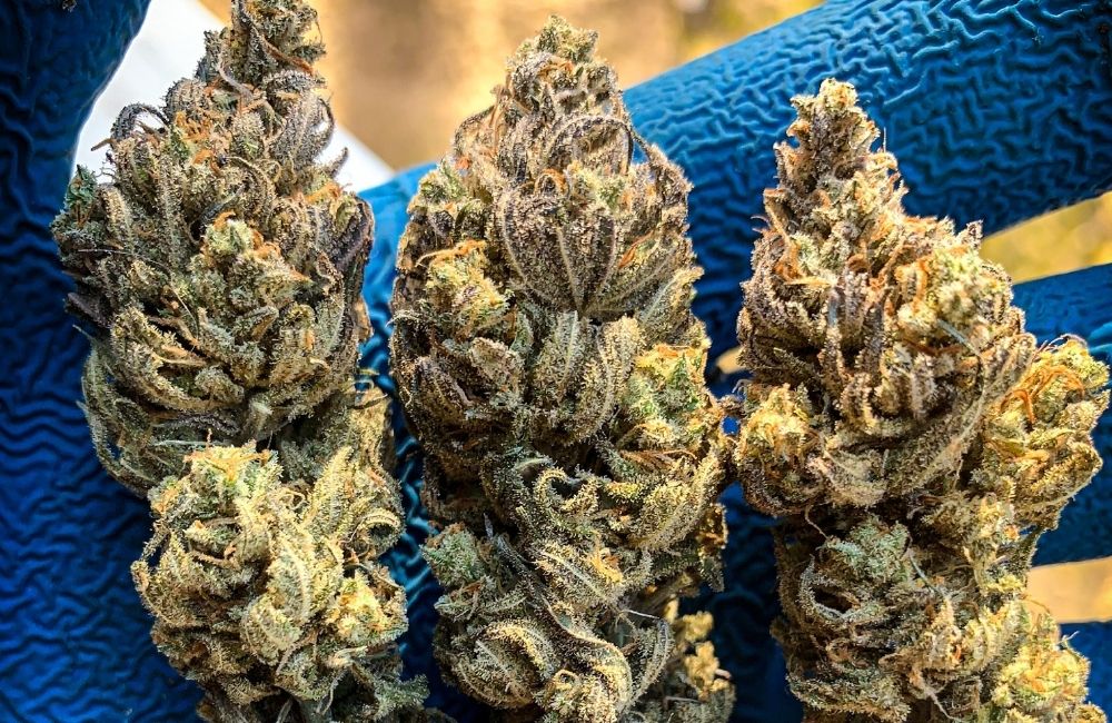 last stage of cannabis flowering