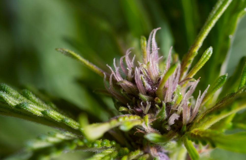 fase di fioritura della cannabis outdoor