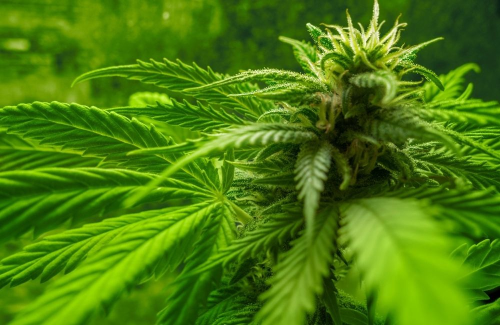 fase di fioritura della pianta di Cannabis Outdoor