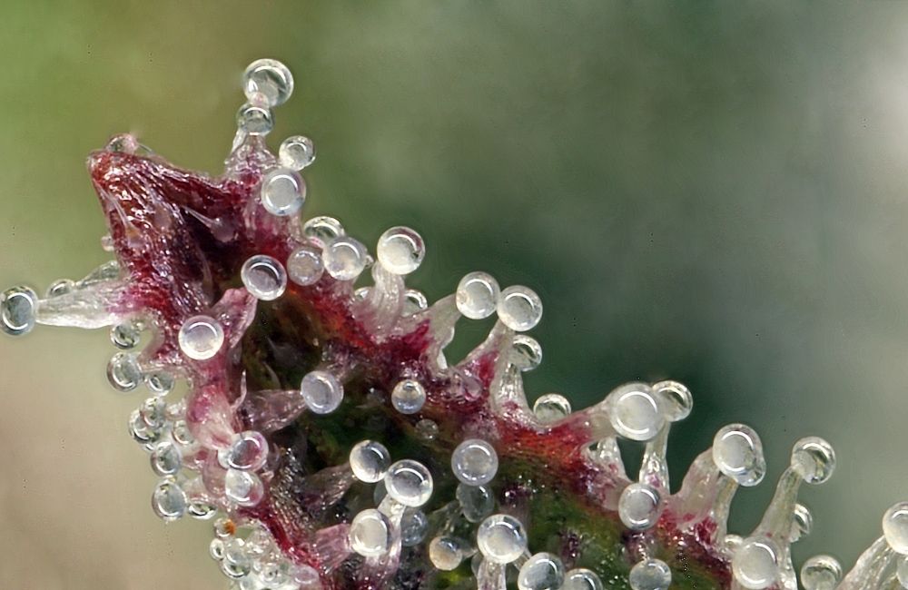 cannabis flowering week by week trichomes