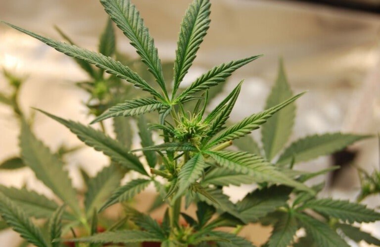 First Week Flowering Cannabis Flowering Week by Week - Annibale Seedshop