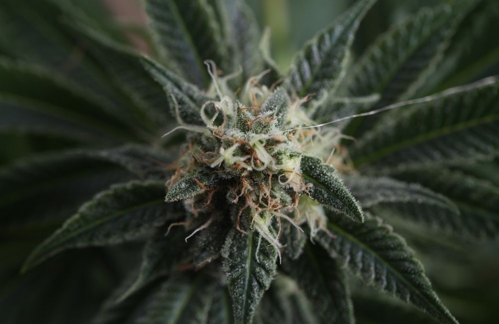 cannabis flowering week by week