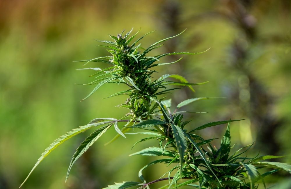 cannabis flowering week by week fist stage