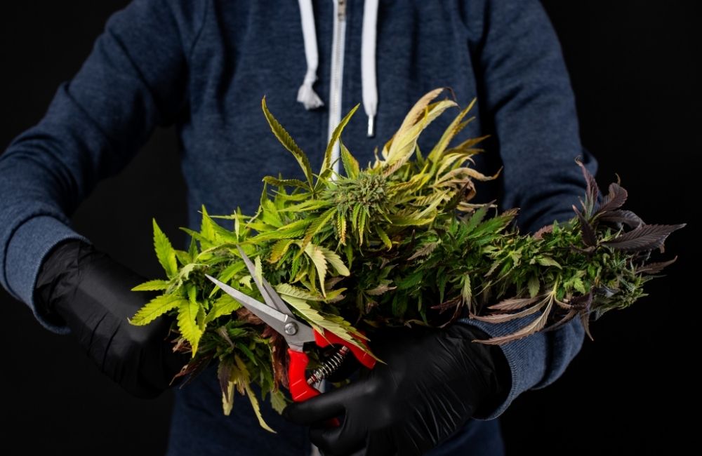 best way to do a cannabis harvest trimming