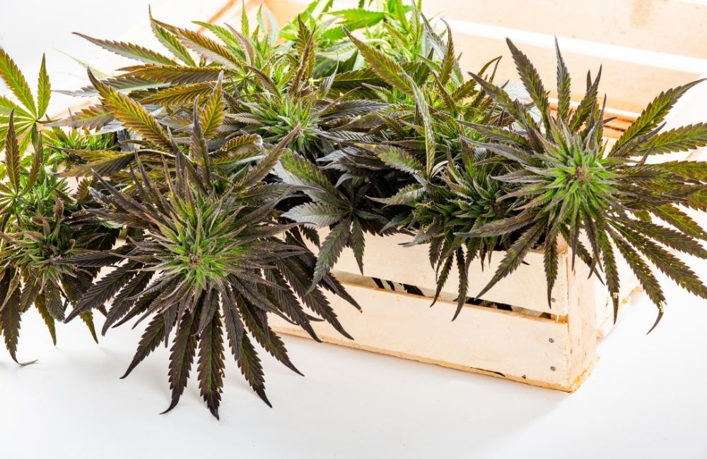 cannabis flowering week by week harvest