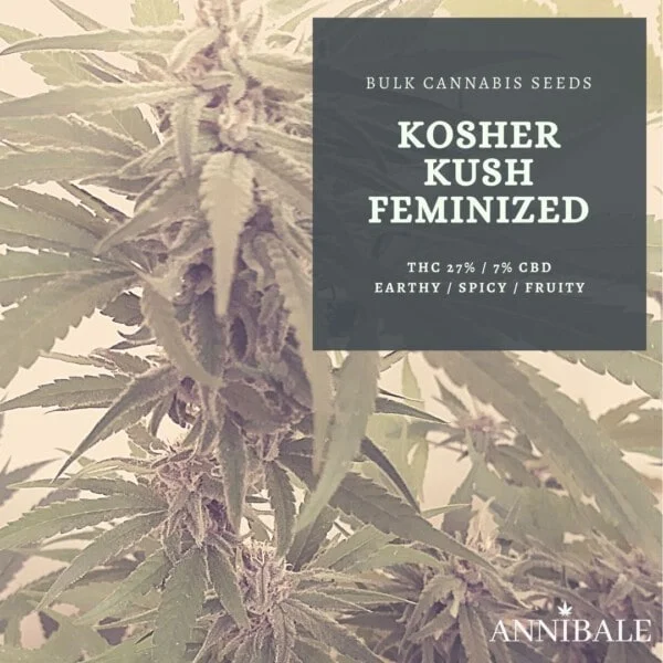 Kosher Kush Feminized Cannabis Bulk Seeds Annibale Seedshop