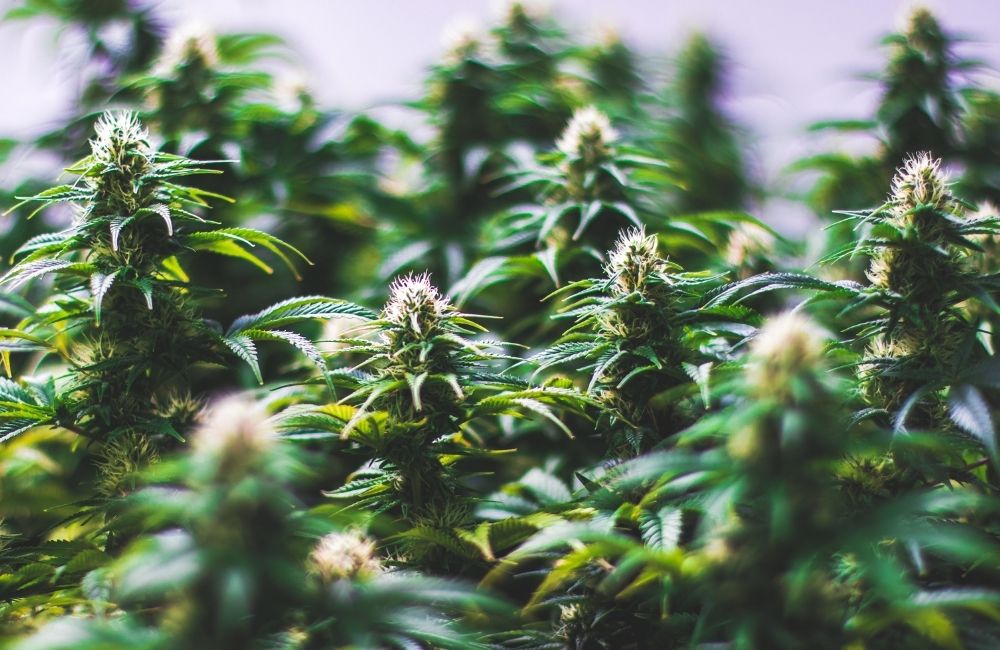main lining coltivazione cannabis