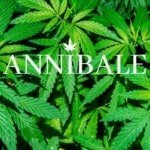 Sea Of Green Cannabis Technique Blog Annibale Seedshop