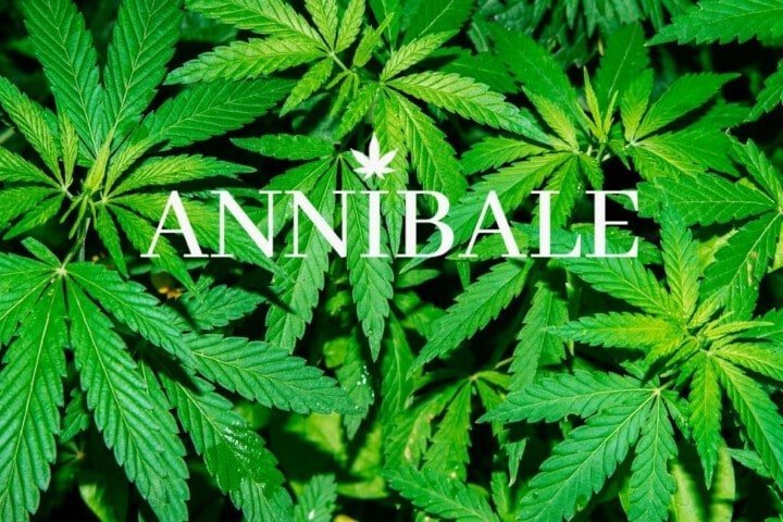 Sea Of Green Cannabis Technique Blog Annibale Seedshop