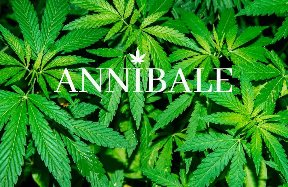 Sea Of Green Cannabis Technique Blog Annibale Seedshop