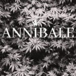 Sea Of Green Cannabis Technique Blog Annibale Seedshop