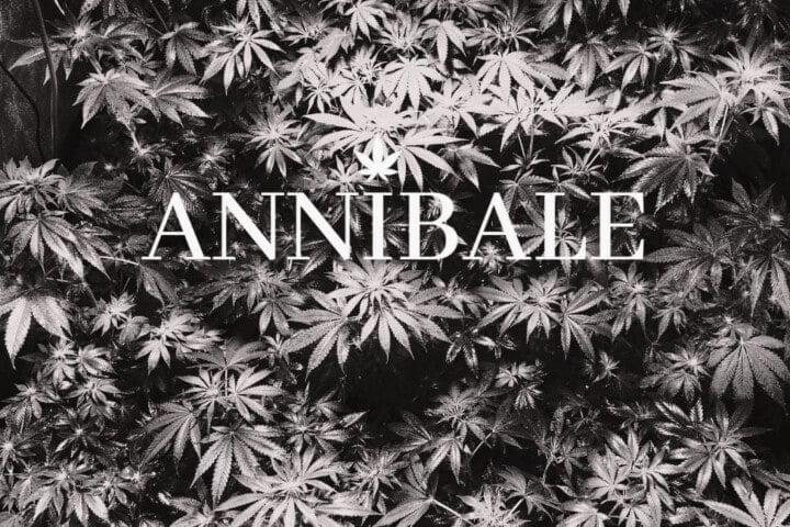 Sea Of Green Cannabis Technique Blog Annibale Seedshop