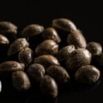 Annibale Seedshop Bulk Cannabis Seeds Annibale Genetics