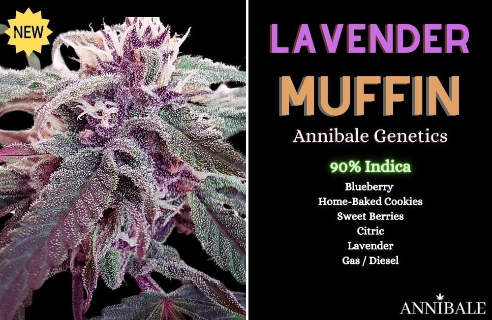 Lavender muffin annibale genetics indica vs sativa cannabis differences