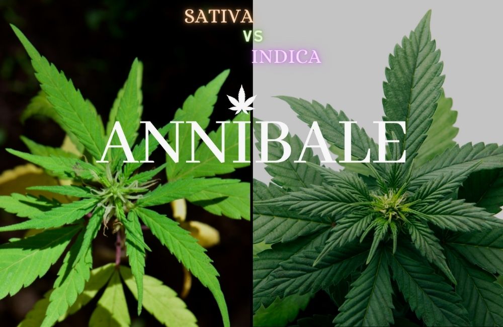 indica vs sativa cannabis differences
