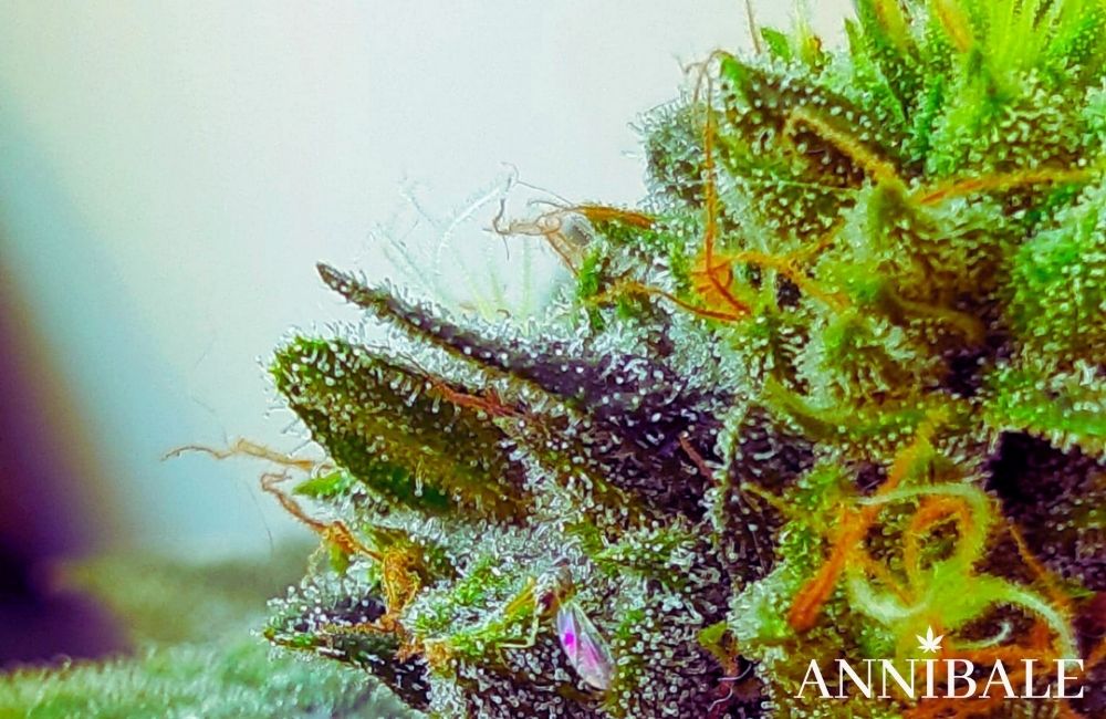 annibale genetics firstclass cannabis indoor vs outdoor