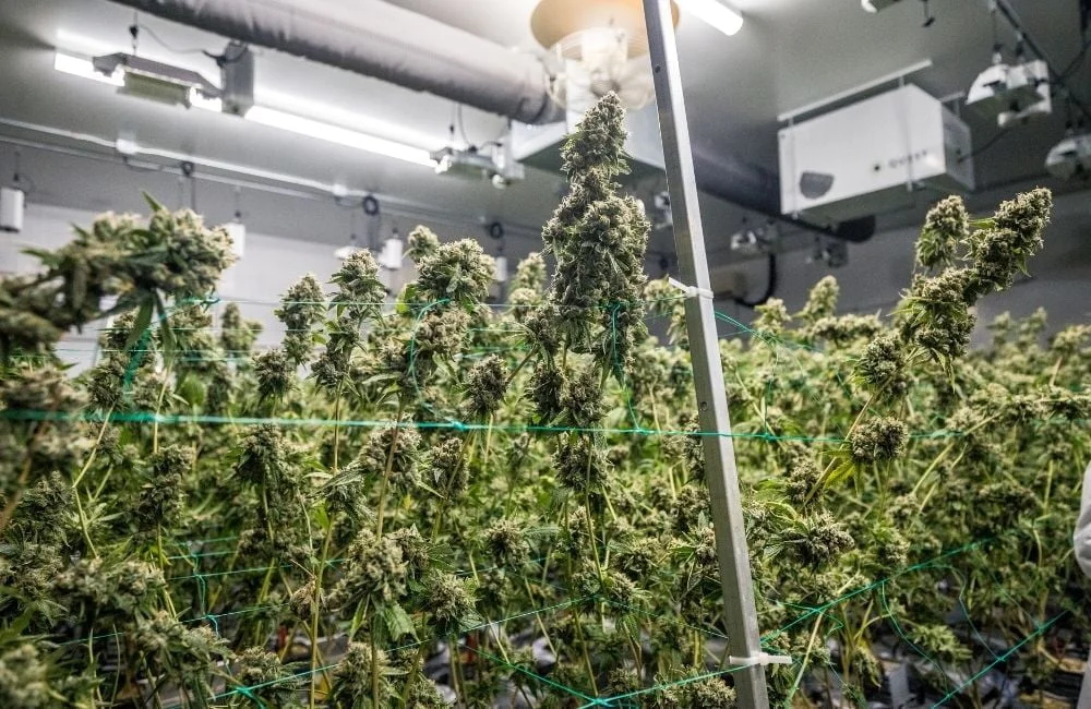outdoor vs indoor cannabis growng