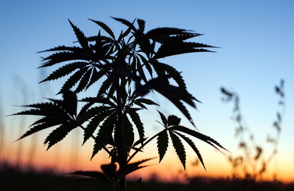 indoor vs outdoor cannabis growing