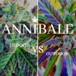 Indoor Vs Outdoor Cannabis Growing Annibale Seedshop