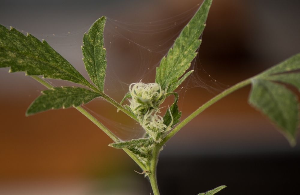 indoor vs outdoor cannabis infestation spider