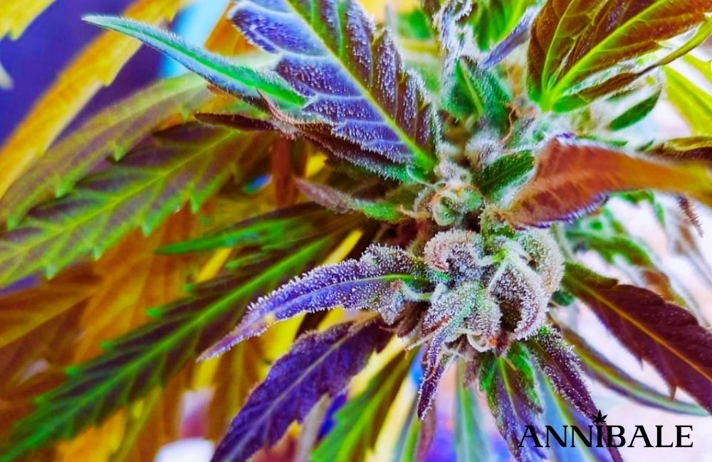 jack cloudwalker annibale genetics indoor vs outdoor cannabis plant