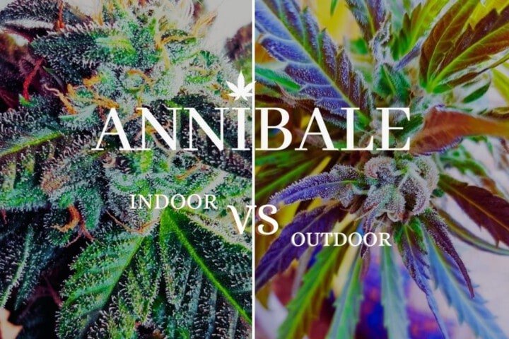 Indoor Vs Outdoor Cannabis Growing Annibale Seedshop