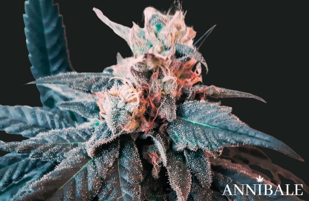 firstclass f1 annibale genetics indoor vs outdoor grow