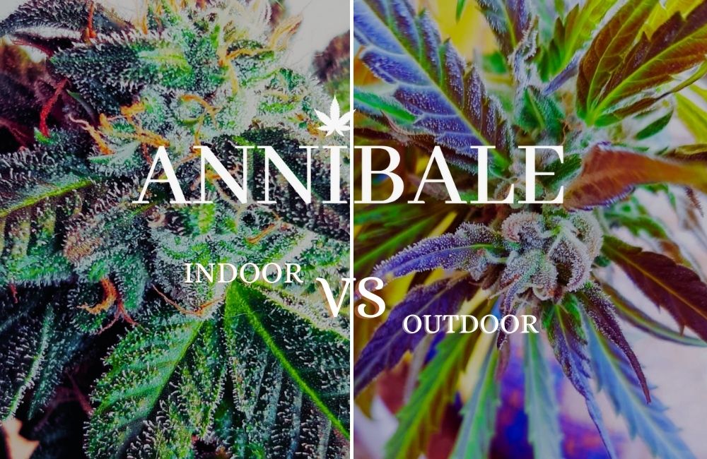 Indoor Vs Outdoor Cannabis Growing Annibale Seedshop