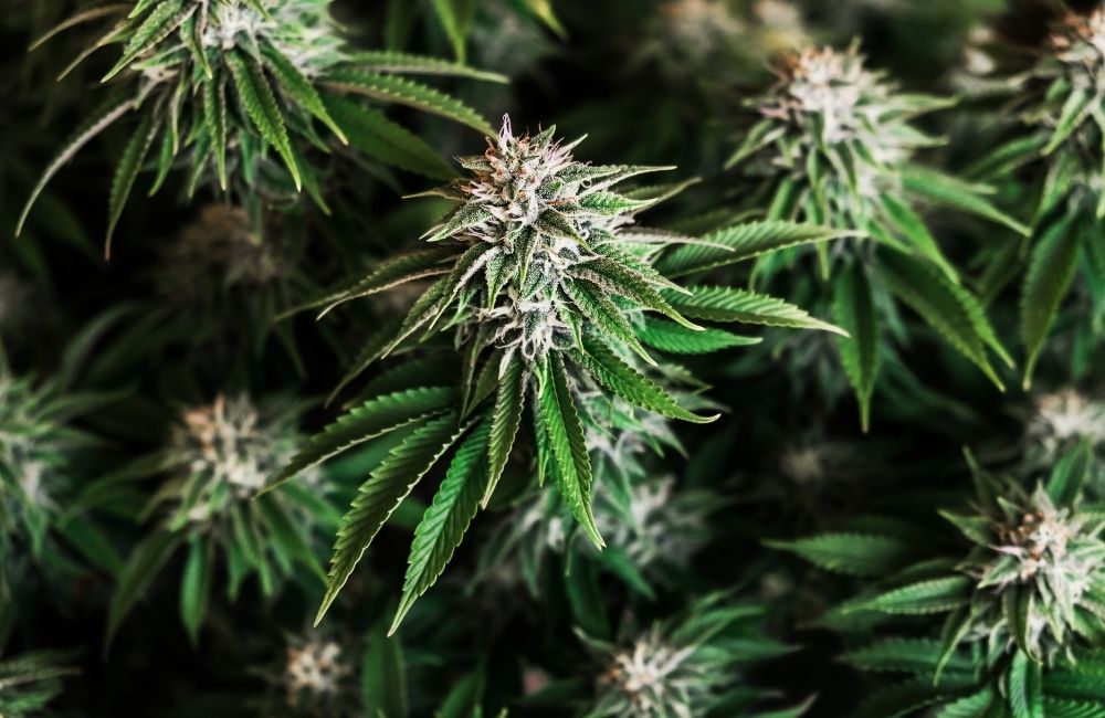main lining cannabis growing