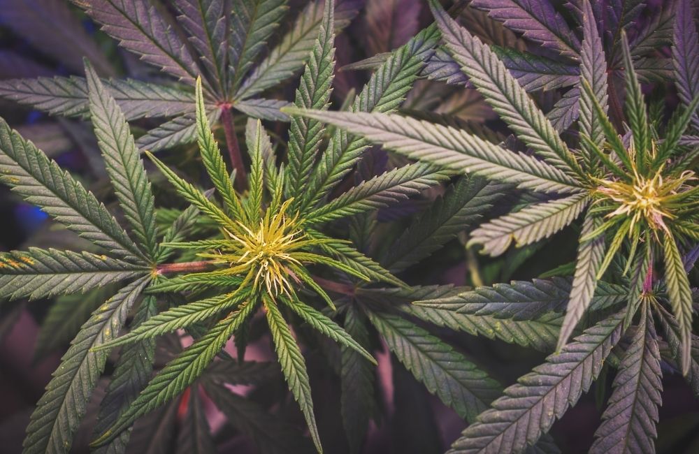 main lining cannabis growing