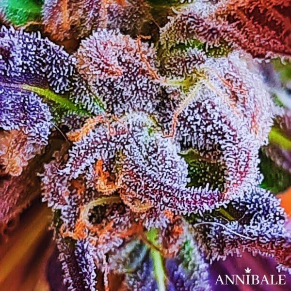 Jack Cloudwalker - Annibale Genetics - Annibale Seedshop