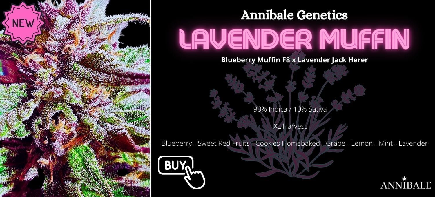 annibale seedhop lavender muffin annibale genetics