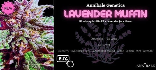 Lavender Muffin Annibale Genetics Annibale Seedshop