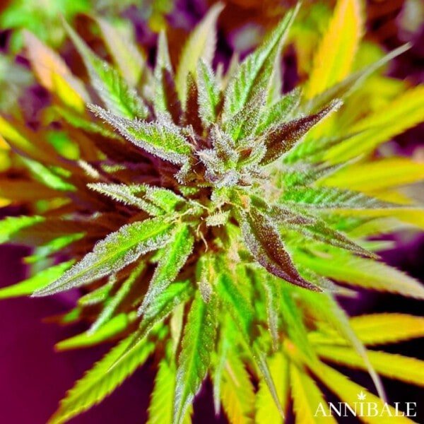 Lemon Skunk F1 Regolare Annibale Genetics Annibale Seedshop (1)