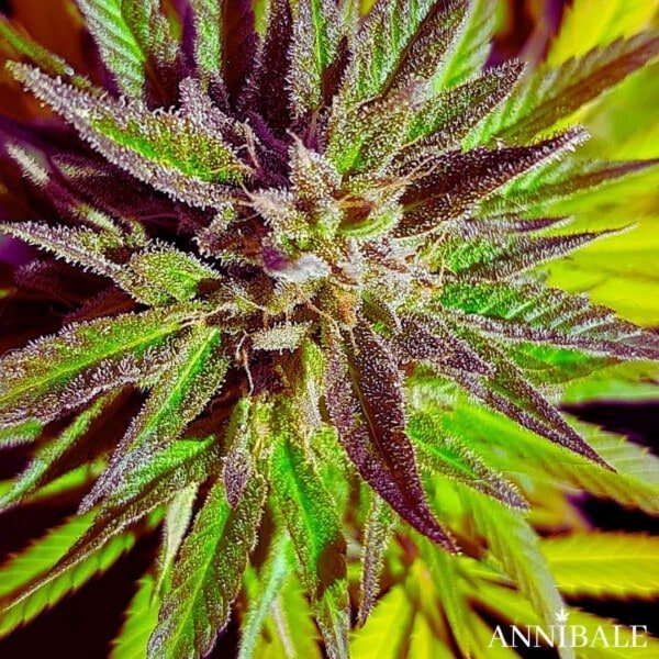 Lemon Skunk F1 Regolare Annibale Genetics Annibale Seedshop