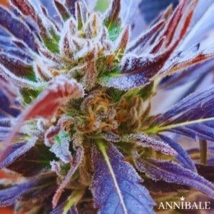 Jack Cloudwalker F1 Regolare - Annibale Genetics - Annibale Seedshop