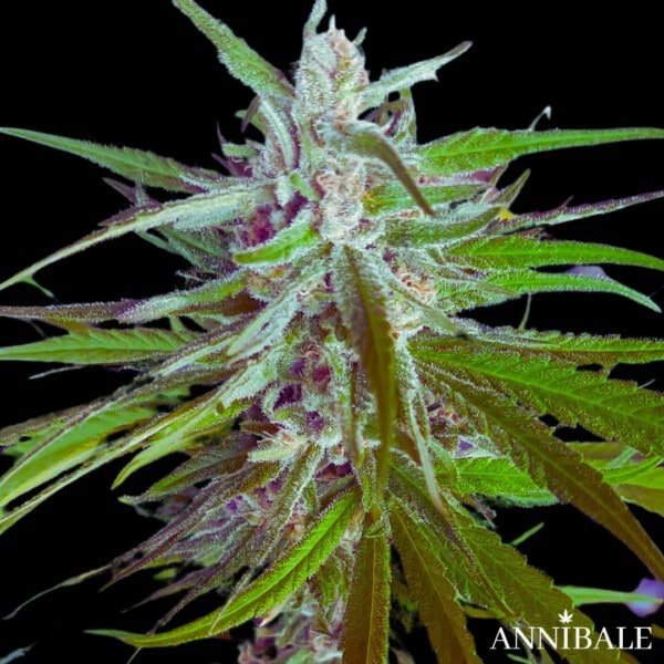 Lemon Zkittly F1 regolare Annibale Genetics Annibale Seedshop