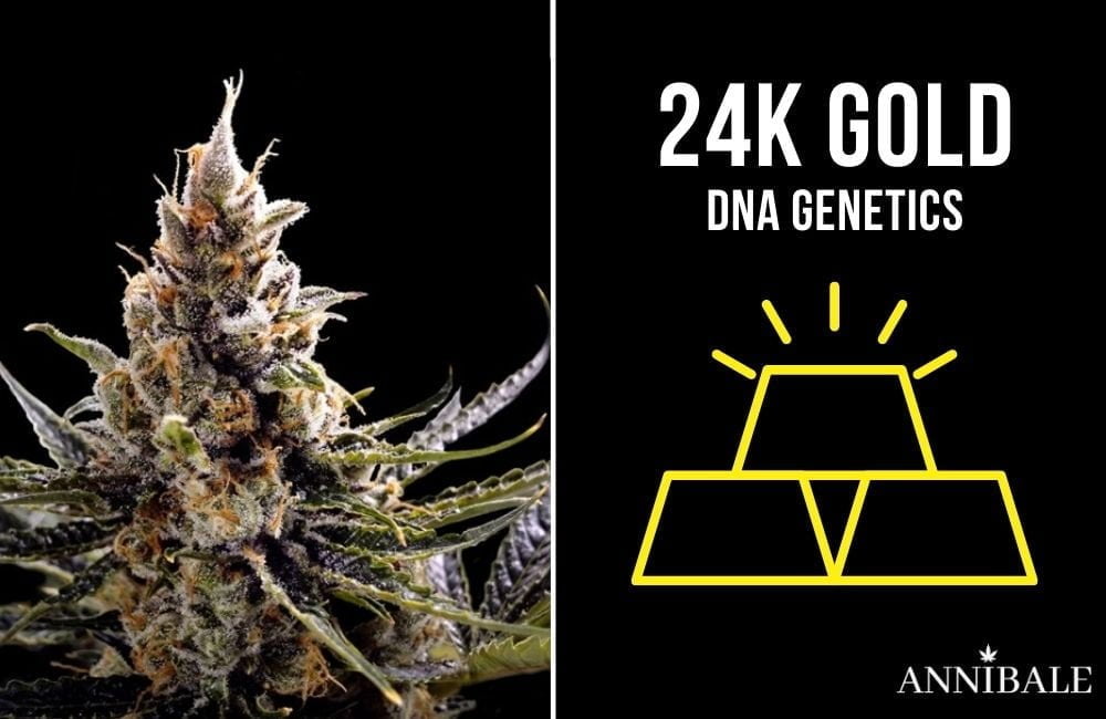 Top 10 Best Cannabis Indica 24k gold dna genetics